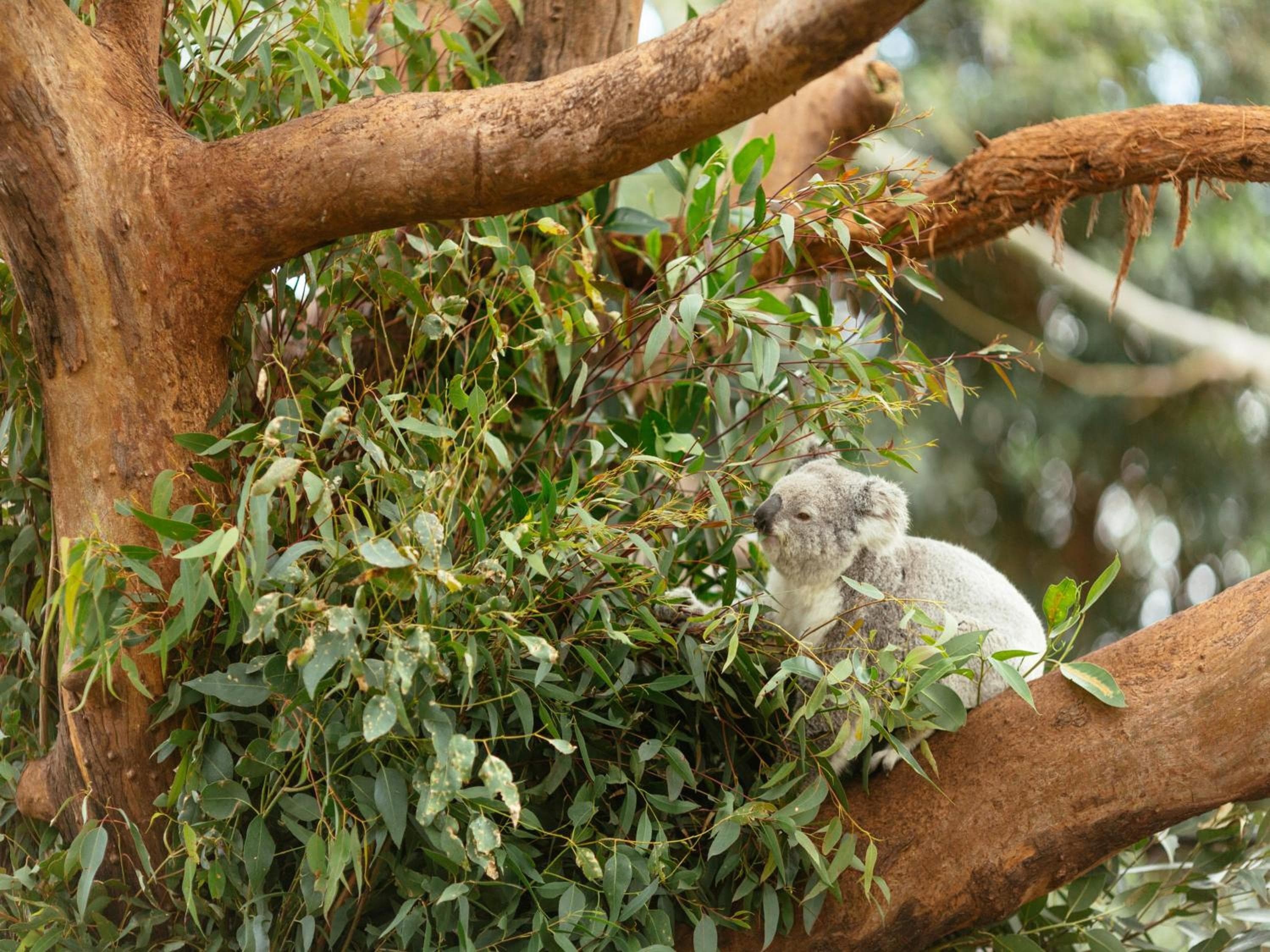 Wildlife Retreat at Taronga — photo 5