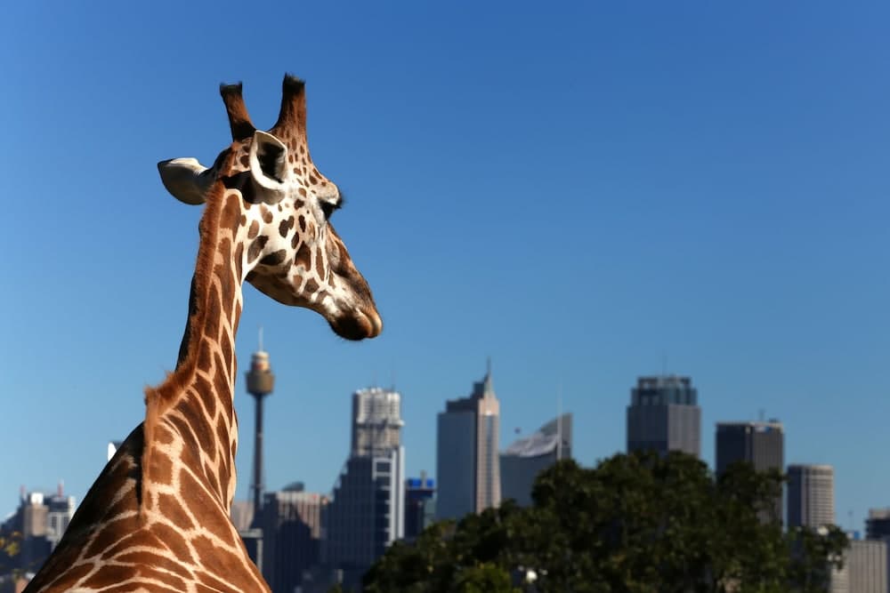 InterContinental Sydney by IHG — photo 2